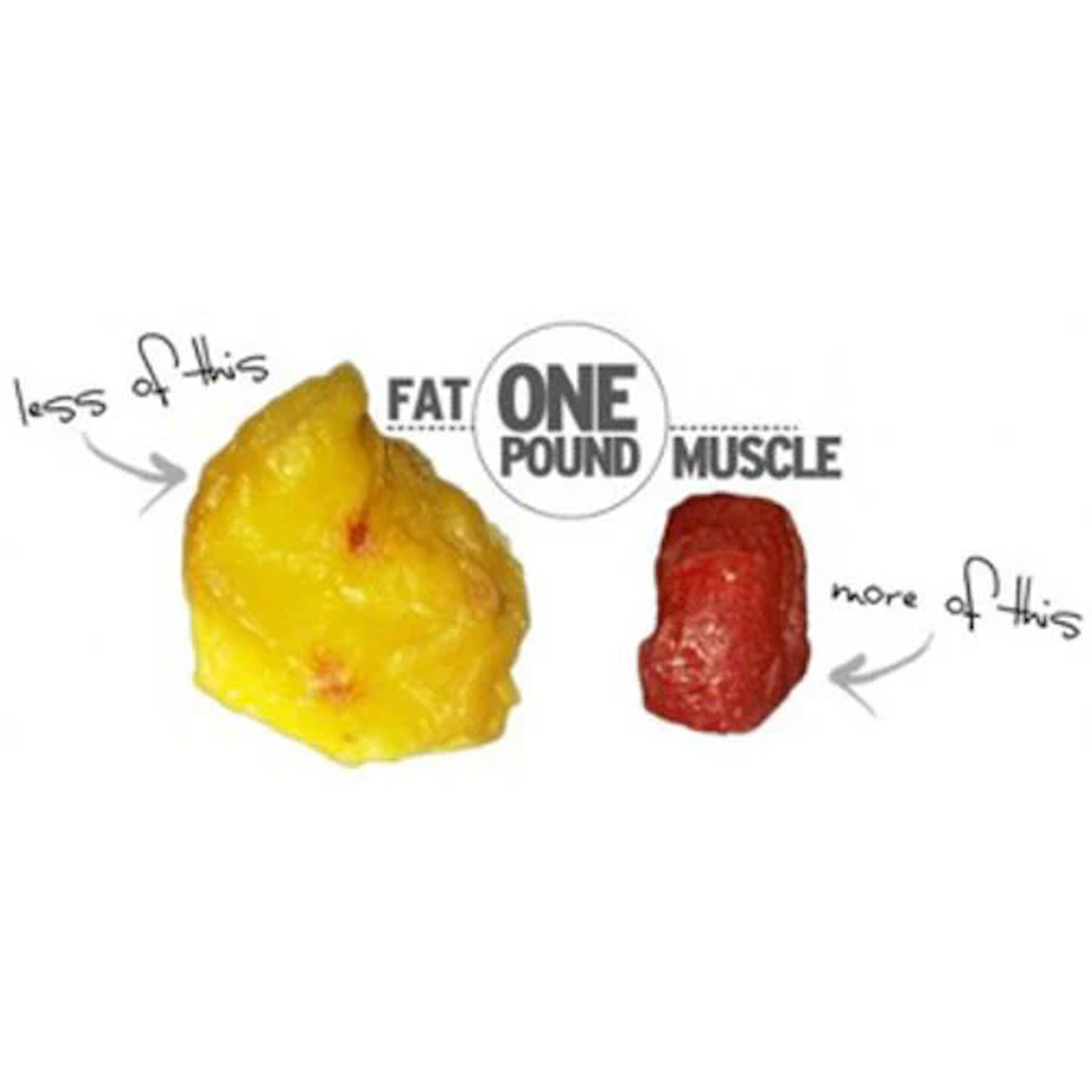 One pound of fat vs one pound of muscle